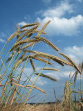 Rye Growing in Field, Germany Posters by Petra Wegner