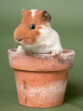 Guinea Pig in Flower Pot Posters par De Meester