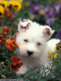 West Highland Terrier / Westie Puppy Among Flowers Posters par Adriano Bacchella