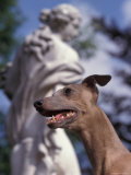 Fawn Whippet in Front of Statue Prints by Adriano Bacchella