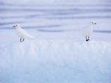 Two Ivory Gulls Camouflaged on Ice, Baffin Island, Canada Print by Staffan Widstrand
