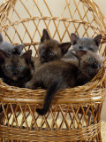 Domestic Cat, 8-Week, Blue and Brown Burmese Kittens Lying in a Wicker Chair Photographie par Jane Burton