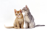 Domestic Cat, 9-Week, Blue-Cream Kitten Grooming Her Red Brother Poster par Jane Burton
