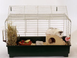 Abyssinian Guinea Pig in Cage Prints by Steimer 