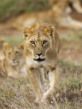 Lion, Female, Laikipia, Kenya Prints by Tony Heald