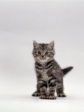 Domestic Cat, Silver Tabby Kitten Portrait Photographie par Jane Burton