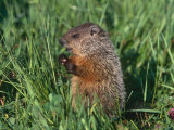 Woodchuck, Minnesota, USA Poster par Lynn M. Stone