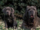 Black Neopolitan Mastiff with Puppy Póster por Adriano Bacchella