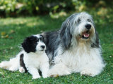 Polish Lowland Sheepdog with Puppy Posters by Petra Wegner