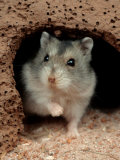 Dwarf Hamster Affiches par Petra Wegner