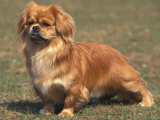 Alert Tibetan Spaniel Portrait Prints by Adriano Bacchella