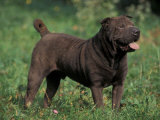 Black Shar Pei Standing in Grass Fotografía por Adriano Bacchella Black Shar Pei Standing in Grass Fotografía por Adriano Bacchella