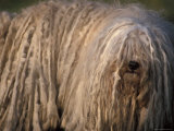 Puli / Hungarian Water Dog Portrait Fotografía por Adriano Bacchella Puli / Hungarian Water Dog Portrait Fotografía por Adriano Bacchella