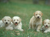 Four Lagotta Romagnolo Puppies Photo by Adriano Bacchella