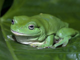 Green Tree Frog (Litoria Caerulea) on Leaf, Northern Territory, Australia Photo by Steven David Miller