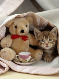 Domestic Cat, Brown Ticked Tabby Kitten, Under Blanket with Teddy Bear Posters par Jane Burton
