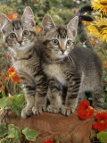 10-Week, Short-Haired Ticked Tabby Kittens with Nasturtiums, Montbretia and Yellow Daisies Prints by Jane Burton