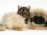 Smoke Exotic Kitten with Pekingese Puppy Prints by Jane Burton