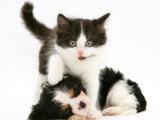 Black-And-White Kitten Walking Over Sleeping Cavalier King Charles Spaniel Puppy Kunstdrucke von Jane Burton