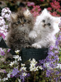 Domestic Cat, Tabby and Siver Chinchilla Persian Kittens, by Watering Can Among Bellflowers Posters par Jane Burton