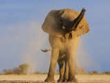 African Elephant, Shaking Dust Off, Etosha National Park, Namibia Print by Tony Heald