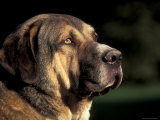 Spanish Mastiff Portrait Lámina por Adriano Bacchella