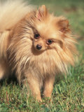 Pomeranian Portrait with Head Cocked to One Side Posters by Adriano Bacchella