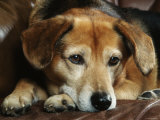 Mixed Breed Dog Sitting on Sofa Affiche par Petra Wegner