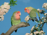 Pair of Peach-Faced Lovebirds Posters by Petra Wegner