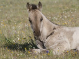 Grulla Colt Lying Down in Grass Field with Flowers, Pryor Mountains, Montana, USA Prints by Carol Walker