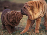Domestic Dogs, Shar Pei Puppy and Parent Touching Noses Láminas por Adriano Bacchella Domestic Dogs, Shar Pei Puppy and Parent Touching Noses Láminas por Adriano Bacchella