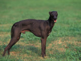 Black Whippet Standing in Field Posters by Adriano Bacchella