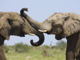 African Elephant, Bulls Sparring with Trunks, Etosha National Park, Namibia Posters by Tony Heald