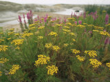 Common Tansy in Flower, Sweden Posters by Staffan Widstrand