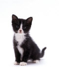 Domestic Cat, Black and White Kitten Prints by Jane Burton
