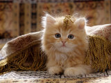 Domestic Cat, 8-Week, Portrait of Red Persian-Cross Male Kitten, Playing Under Fringed Cover Posters by Jane Burton