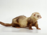 Ferret Posters by Steimer 