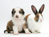 Sable-And-White Border Collie Pup with Fawn Dutch Rabbit Posters par Jane Burton