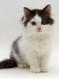 Domestic Cat, 9-Week, Fluffy Kitten Portrait Láminas por Jane Burton Domestic Cat, 9-Week, Fluffy Kitten Portrait Láminas por Jane Burton