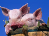 Domestic Piglets, in Bucket, USA Poster von Lynn M. Stone