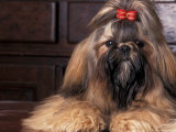 Shih Tzu Portrait with Hair Tied Up Posters by Adriano Bacchella