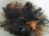 Yorkshire Terrier in Water Prints by Adriano Bacchella