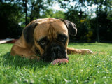 Bullmastiff Portrait Pósters por Petra Wegner