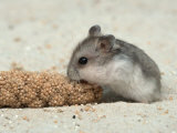 Young Dwarf Hamster Eating Millet Poster von Petra Wegner