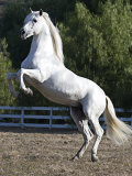 Grey Andalusian Stallion Rearing on Hind Legs, Ojai, California, USA Poster von Carol Walker
