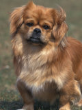 Tibetan Spaniel Portrait Posters by Adriano Bacchella
