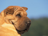 Shar Pei Looking Back Pósters por Adriano Bacchella Shar Pei Looking Back Pósters por Adriano Bacchella