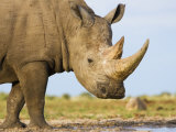 White Rhinoceros, Etosha National Park, Namibia Prints by Tony Heald
