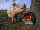 Domestic Pig, Feeding on Apples, Illinois, USA Posters par Lynn M. Stone
