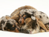 Silver Dapple Miniature Dachshund Puppies Cuddled up with Tortoiseshell Dwarf Lop Doe Rabbit Posters by Jane Burton